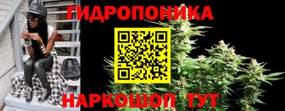 индика Лесосибирск